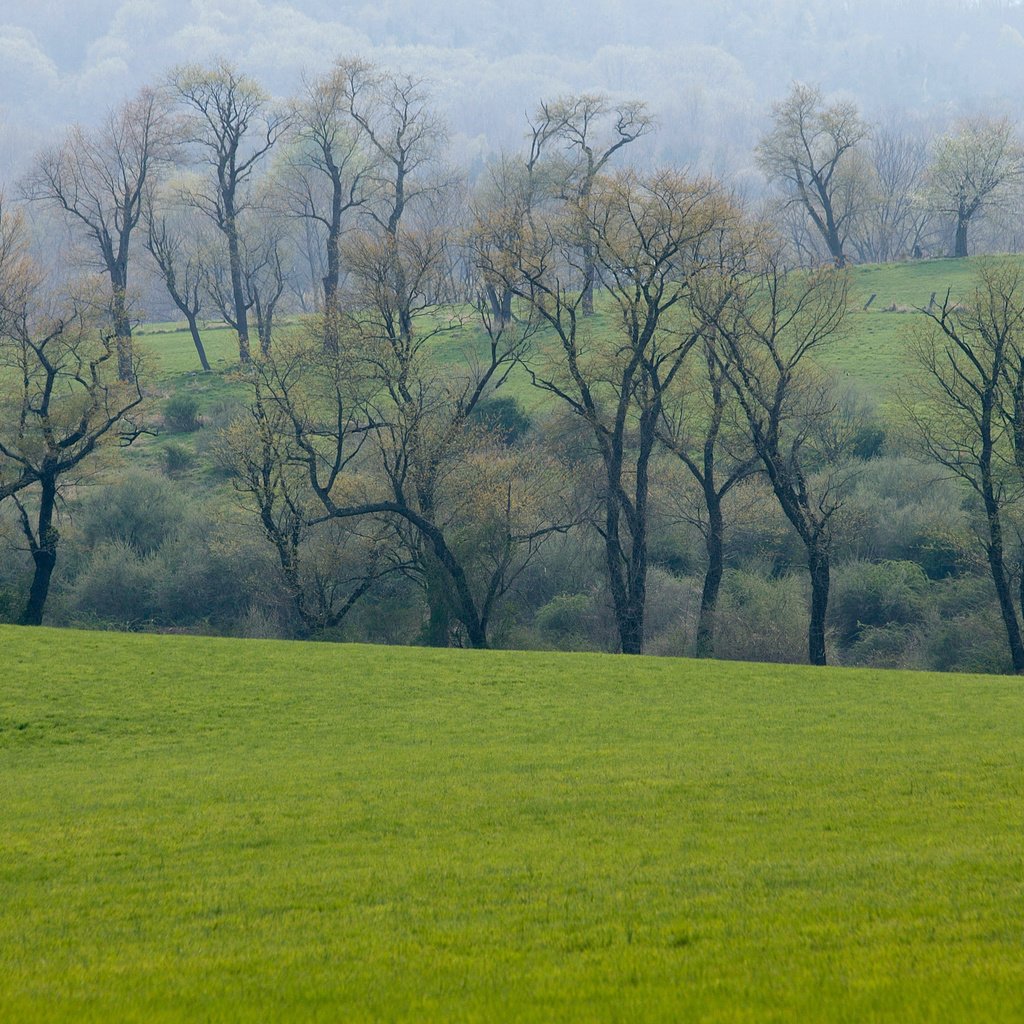 Обои трава, деревья, зелень, лес, поле, луг, весна, grass, trees, greens, forest, field, meadow, spring разрешение 2560x1600 Загрузить