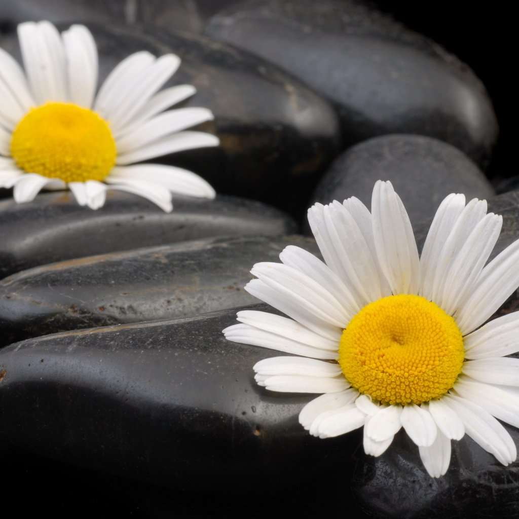 Обои камни, макро, ромашки, камешки, stones, macro, chamomile, pebbles разрешение 3872x2592 Загрузить