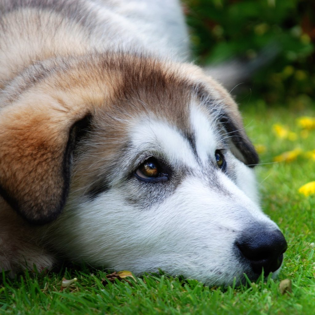 Обои лето, взгляд, собака, луг, щенок, хаски, преданность, summer, look, dog, meadow, puppy, husky, devotion разрешение 2500x1674 Загрузить