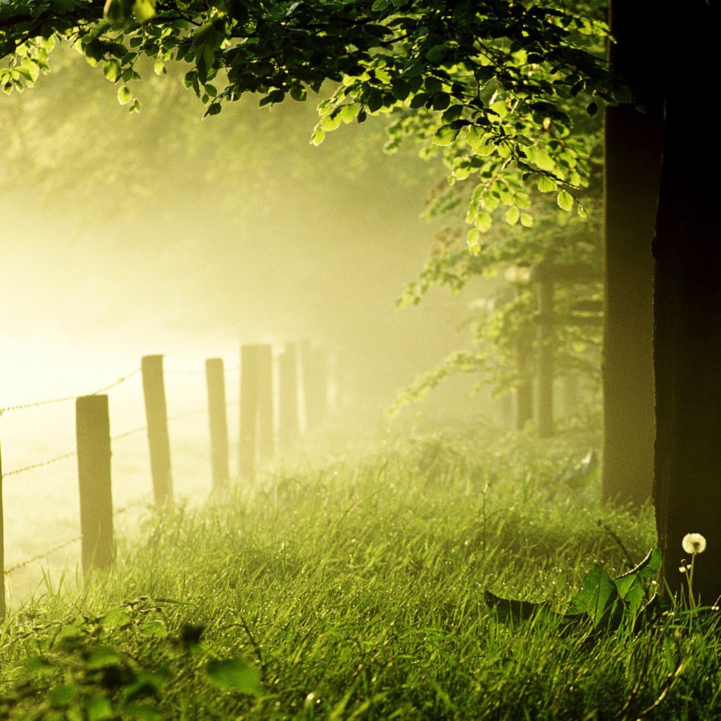 Обои трава, деревья, лес, утро, туман, забор, одуванчик, газон, grass, trees, forest, morning, fog, the fence, dandelion, lawn разрешение 1920x1200 Загрузить