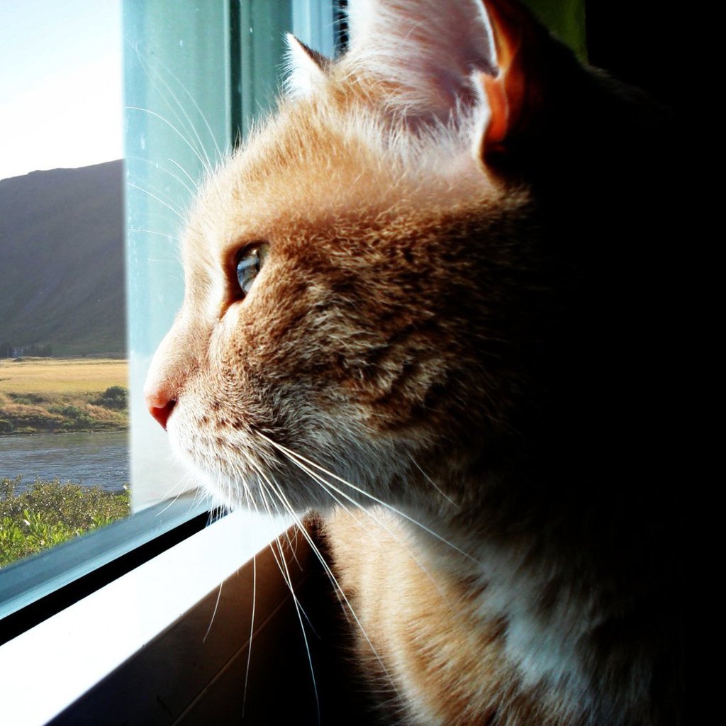 Обои кошка, взгляд, даль, окно, cat, look, dal, window разрешение 1920x1080 Загрузить