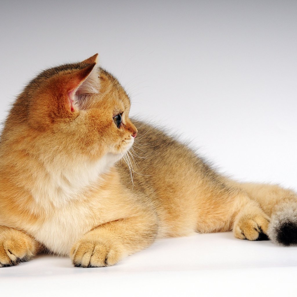 Обои кот, котенок, рыжик, cat, kitty, ginger разрешение 2560x1600 Загрузить