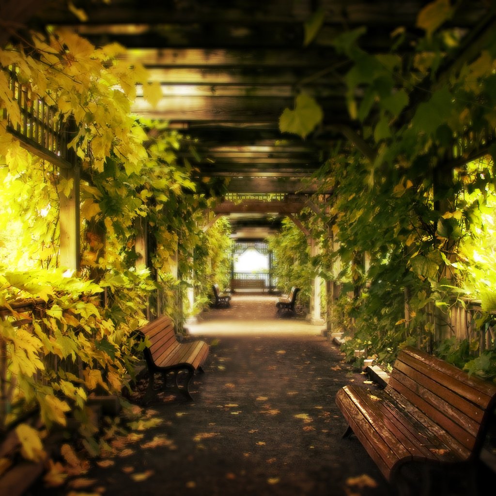 Обои листья, виноград, скамейки, коридор, leaves, grapes, benches, corridor разрешение 3084x2211 Загрузить