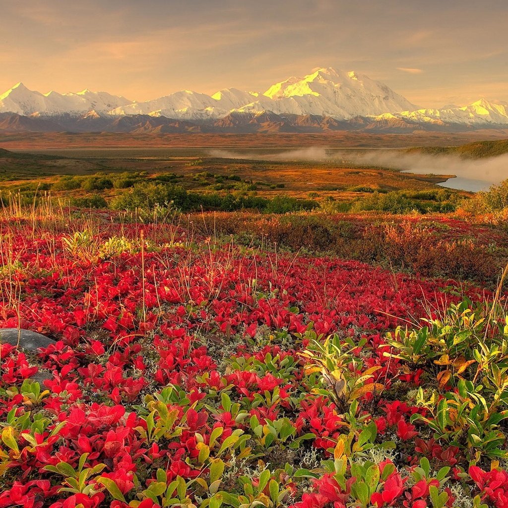 Обои цветы, горы, туман, flowers, mountains, fog разрешение 1920x1200 Загрузить