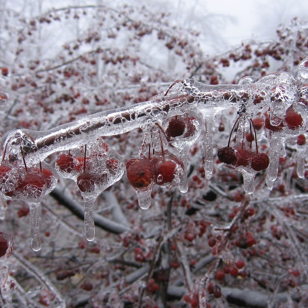 Обои зима, ветки, лёд, вишни, winter, branches, ice, cherry разрешение 2048x1536 Загрузить