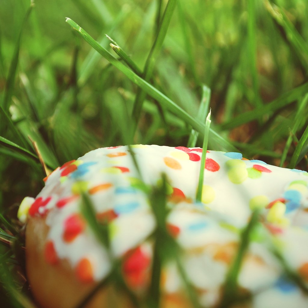 Обои трава, еда, пончик, grass, food, donut разрешение 2560x1600 Загрузить