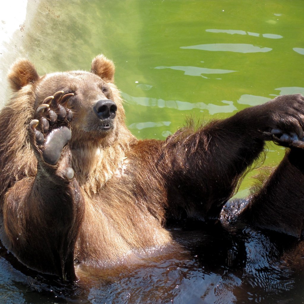 Обои морда, вода, камни, медведь, бассейн, привет, лапа, face, water, stones, bear, pool, hi, paw разрешение 3648x2736 Загрузить