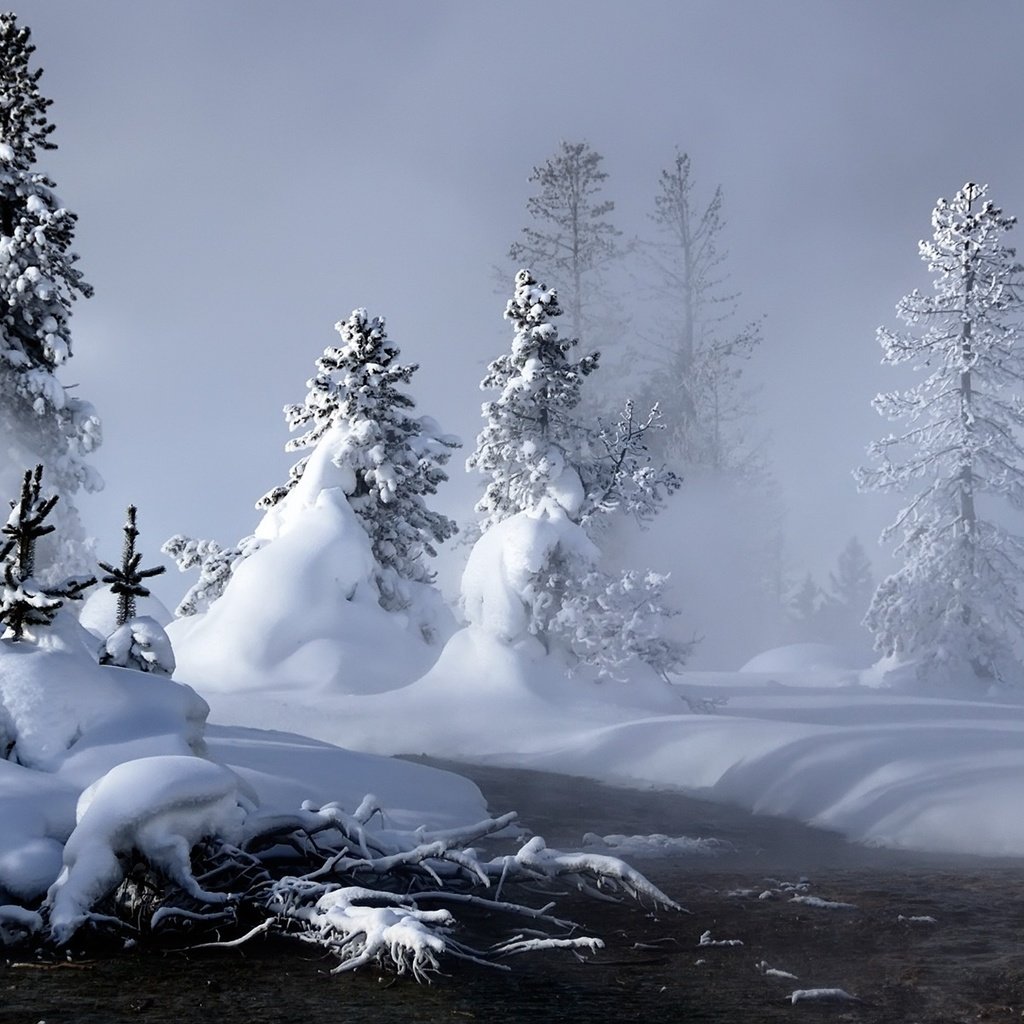 Обои снег, зима, елки, сугробы, snow, winter, tree, the snow разрешение 1920x1200 Загрузить