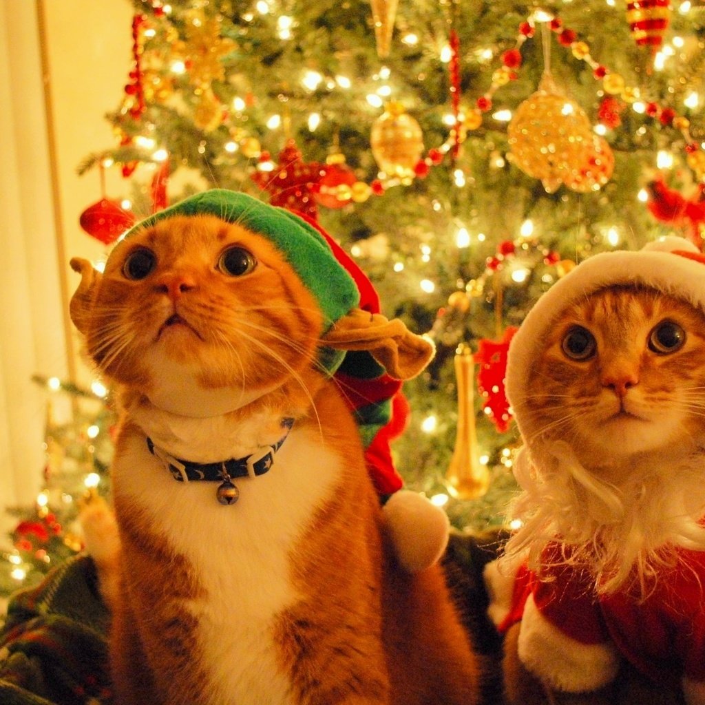 Обои новый год, елка, дед мороз, шапка, кошки, эльф, котэ, new year, tree, santa claus, hat, cats, elf, kote разрешение 1920x1200 Загрузить