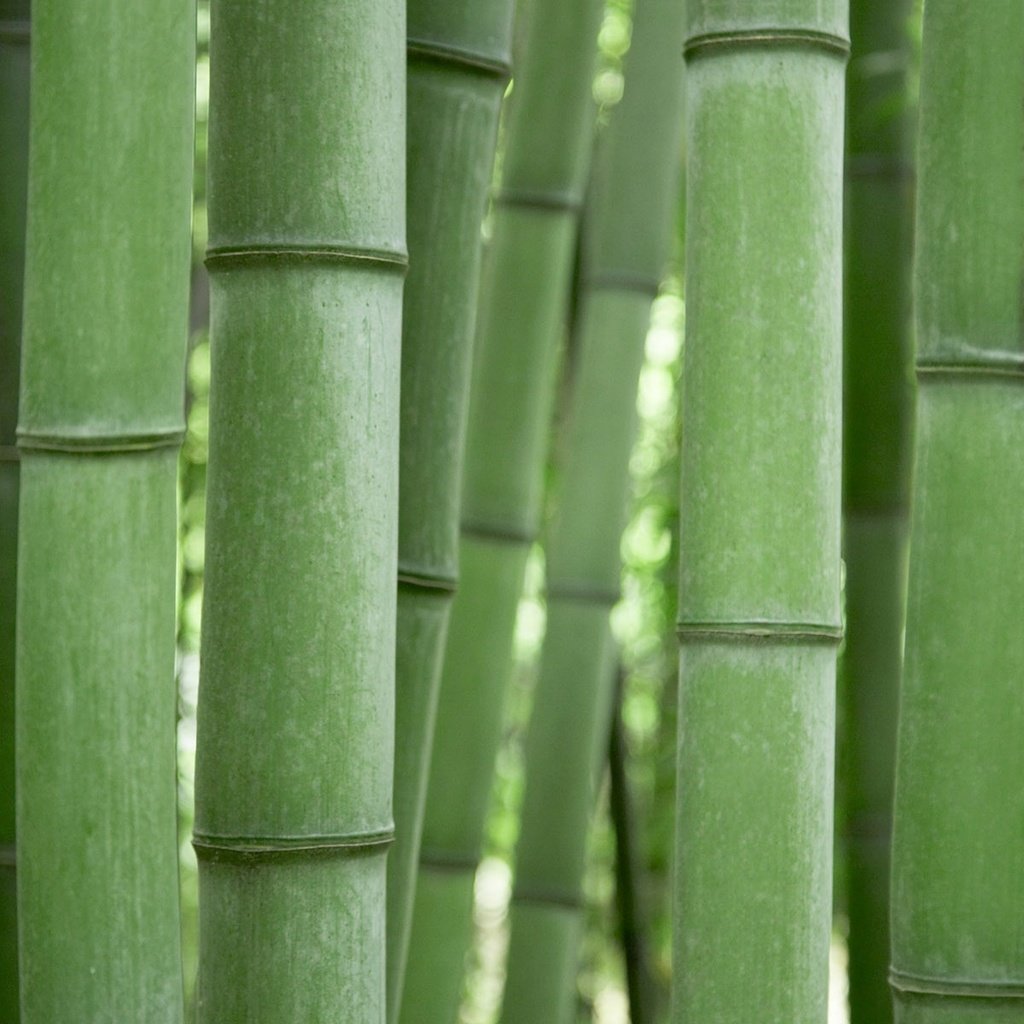 Обои зелёный, бамбук, green, bamboo разрешение 1920x1200 Загрузить