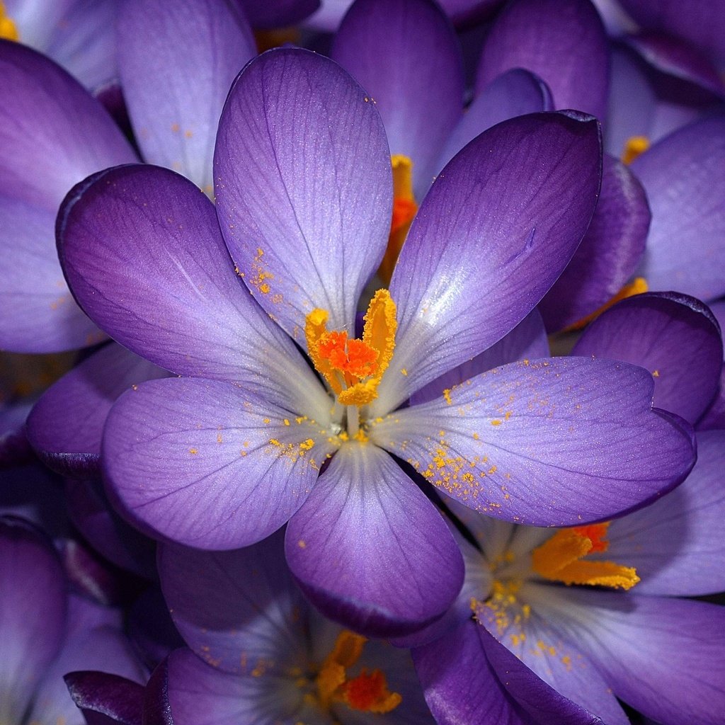 Обои цветы, фиолетовые, крокус, не, знаю как их зовут, flowers, purple, krokus, not, know their names разрешение 2560x1600 Загрузить
