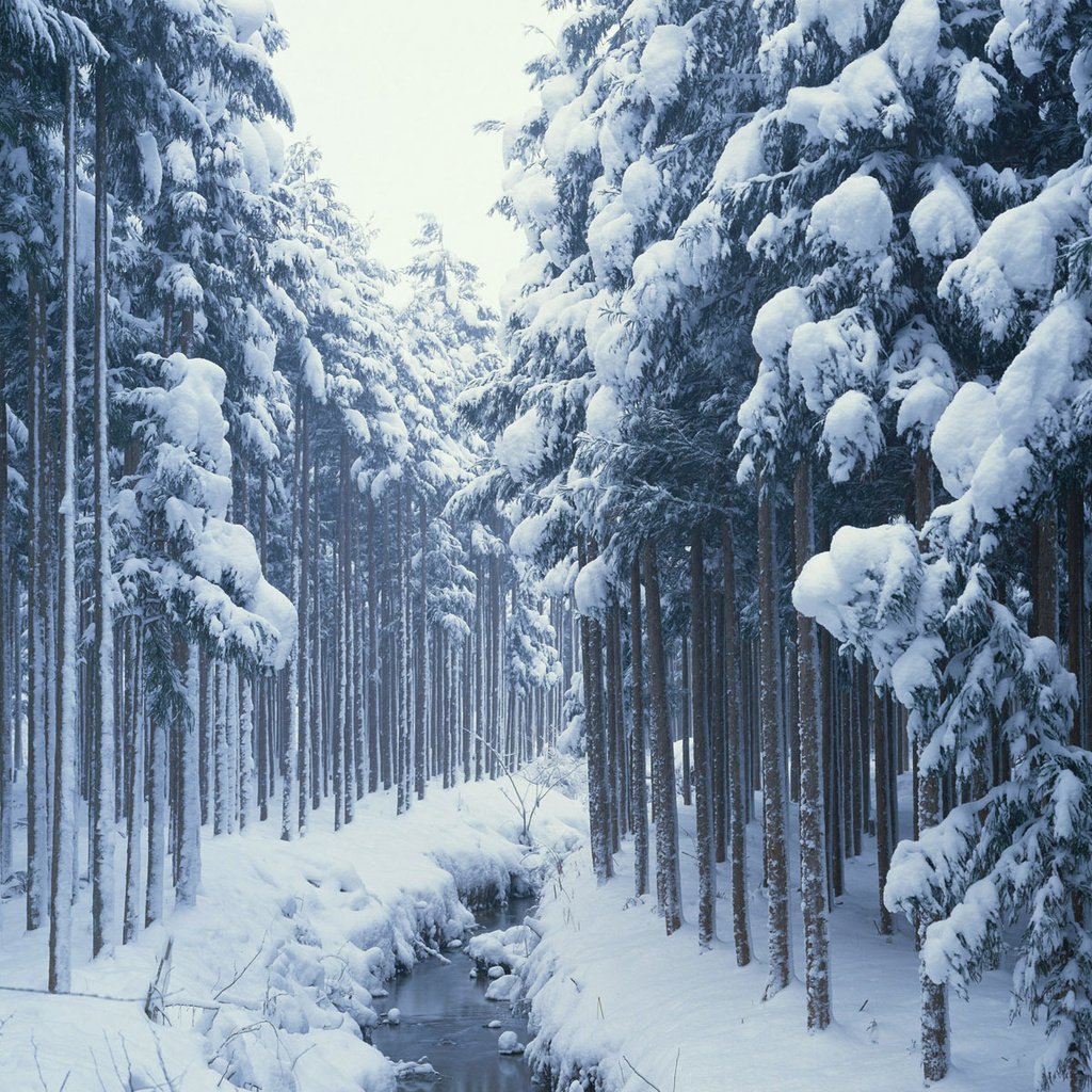 Обои деревья, снег, лес, зима, ручей, сосны, сугробы, хвойные, trees, snow, forest, winter, stream, pine, the snow, coniferous разрешение 1920x1200 Загрузить