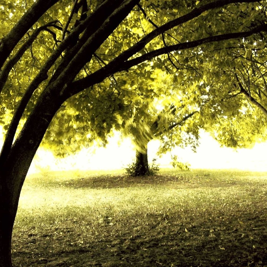 Обои деревья, солнце, лес, осень, trees, the sun, forest, autumn разрешение 1920x1200 Загрузить