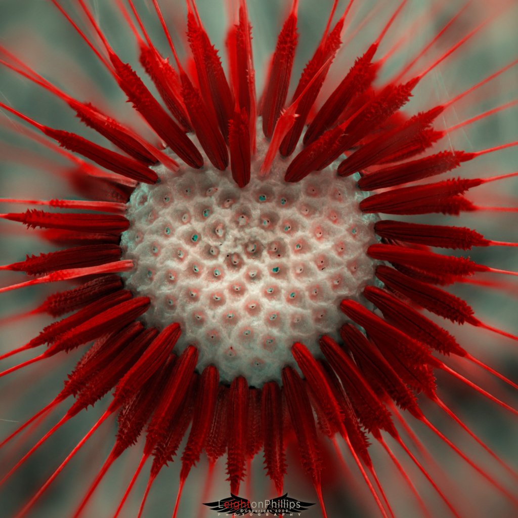 Обои макро, цветок, сердце, одуванчик, lion heart, пушинки, macro, flower, heart, dandelion, fuzzes разрешение 1920x1200 Загрузить