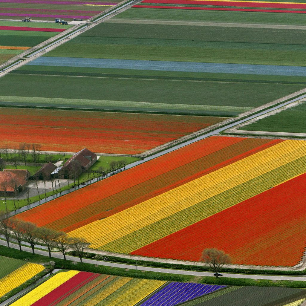 Обои поле, тюльпаны, нидерланды, field, tulips, netherlands разрешение 1920x1080 Загрузить