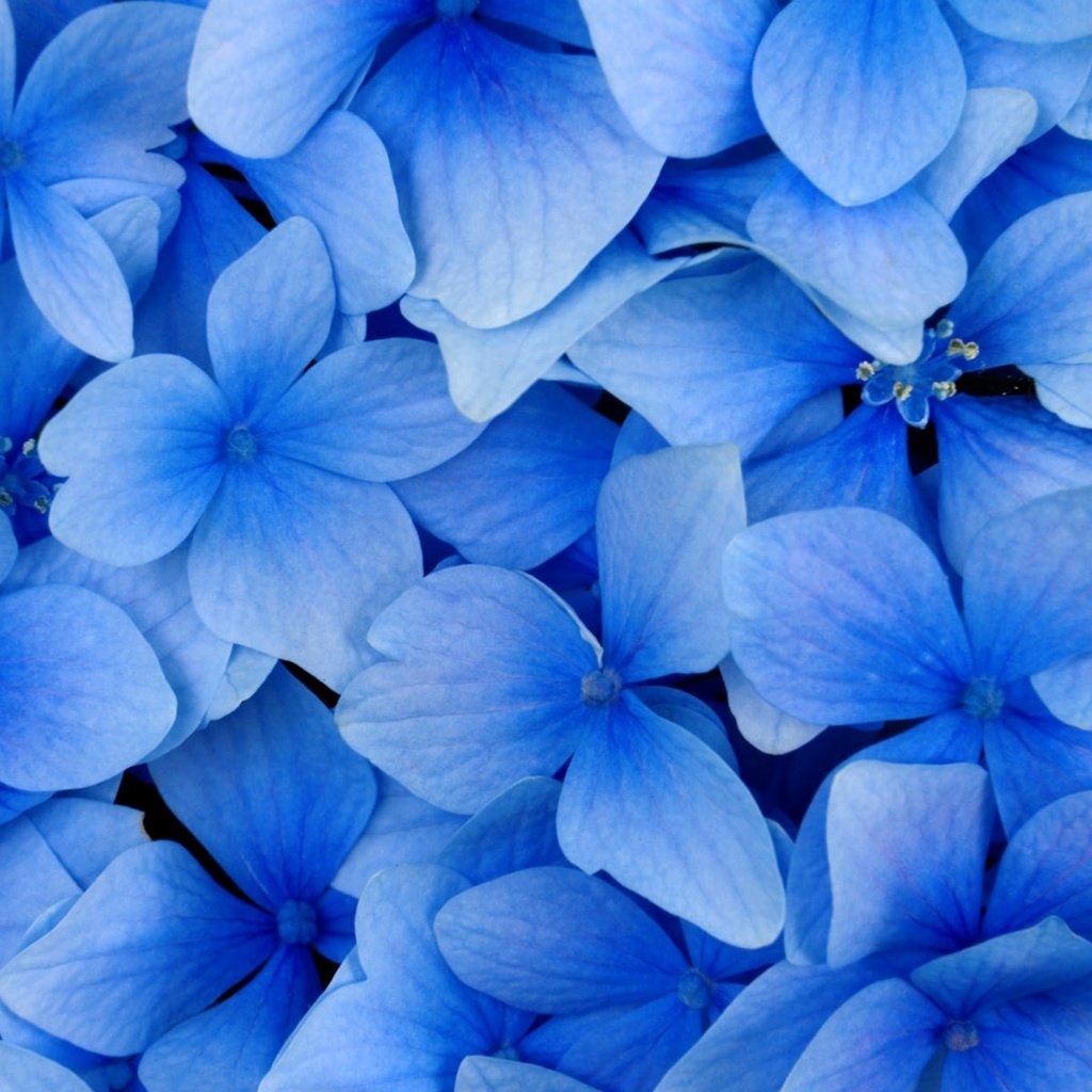 Обои цветы, лепестки, голубая, flowers, petals, blue разрешение 2560x1600 Загрузить