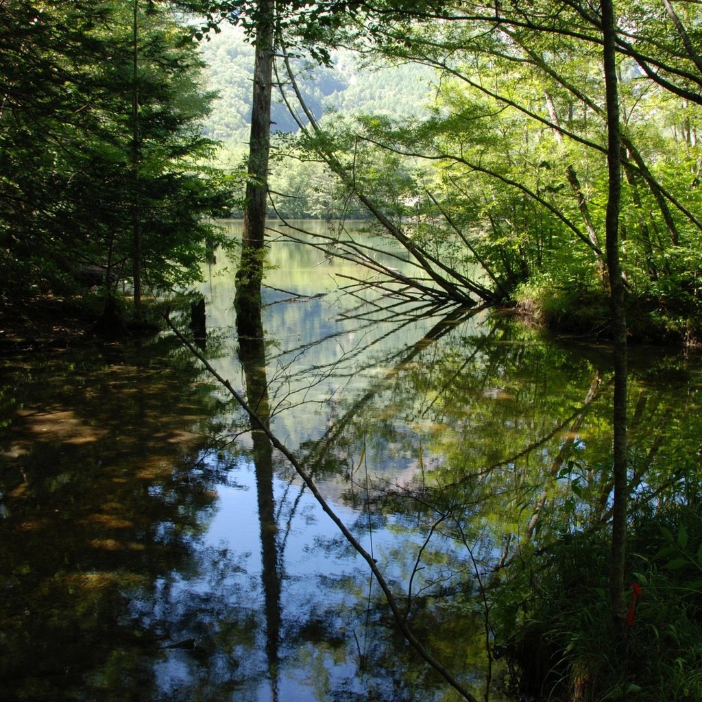 Обои деревья, вода, река, листья, отражение, ветки, trees, water, river, leaves, reflection, branches разрешение 2560x1864 Загрузить