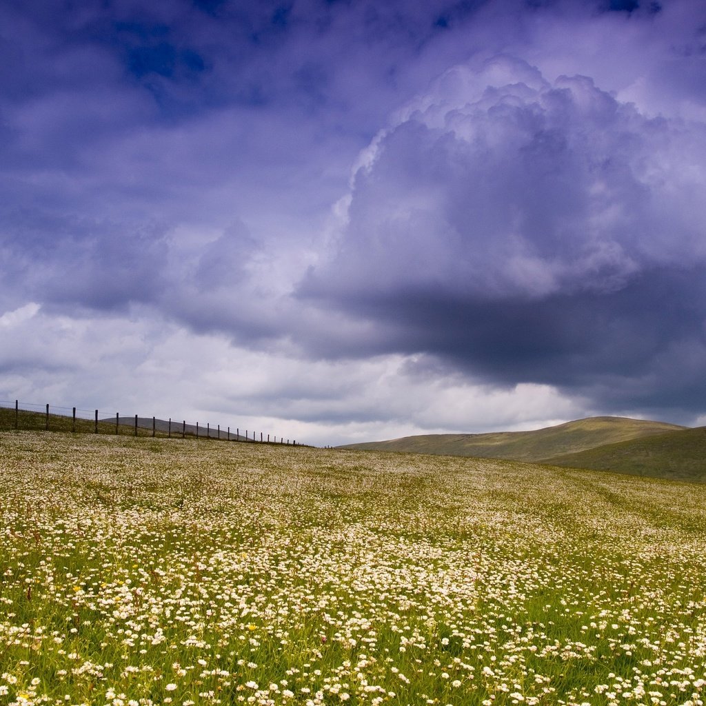 Обои небо, цветы, облака, поле, забор, the sky, flowers, clouds, field, the fence разрешение 2560x1600 Загрузить