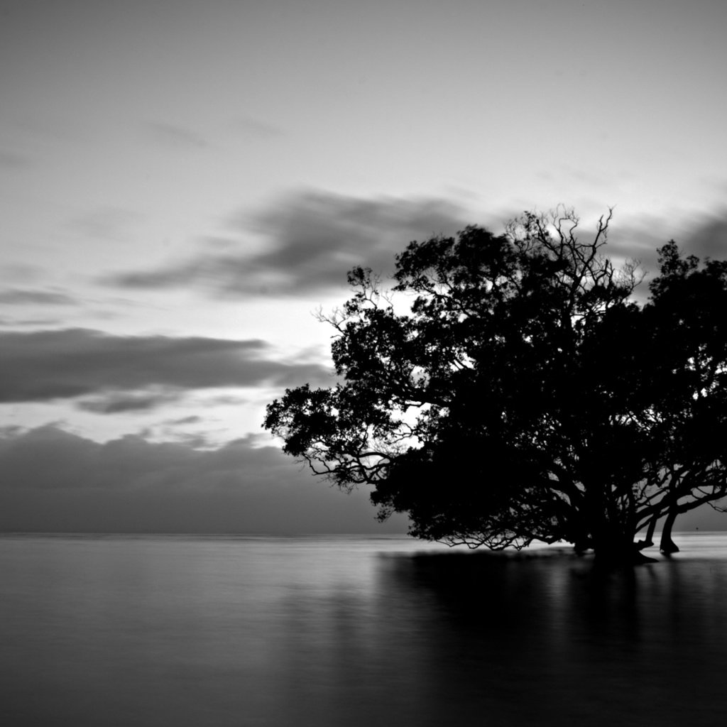 Обои вода, природа, дерево, тучи, чёрно-белое, water, nature, tree, clouds, black and white разрешение 1920x1080 Загрузить