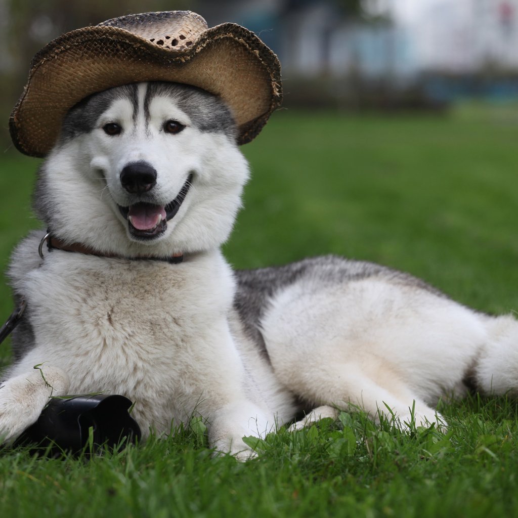 Обои трава, собака, лежит, фотоаппарат, пес, шляпа, лайка, охраняет, grass, dog, lies, the camera, hat, laika, guards разрешение 2560x1600 Загрузить