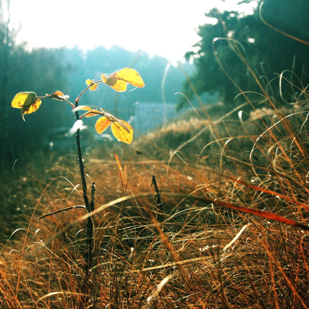 Обои трава, листья, осень, grass, leaves, autumn разрешение 3888x2592 Загрузить