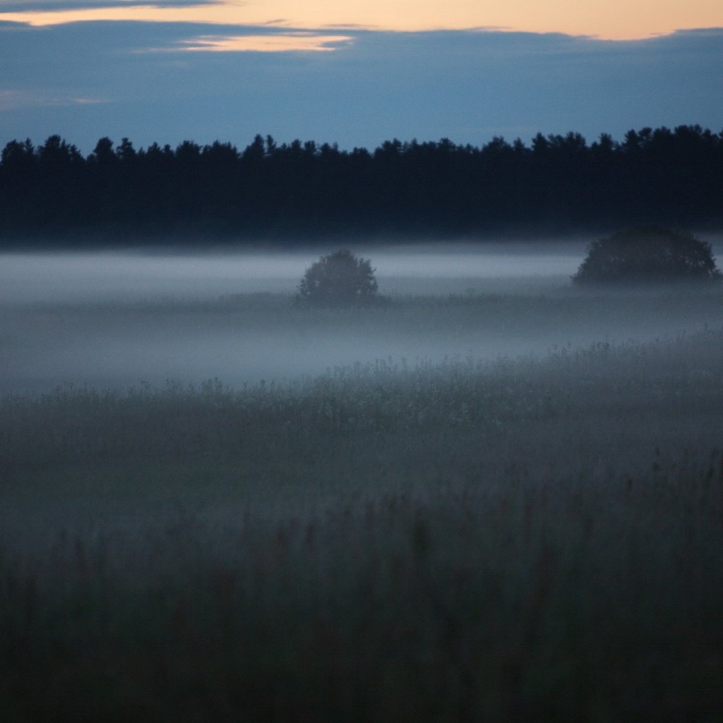 Обои лес, туман, поляна, forest, fog, glade разрешение 2560x1600 Загрузить