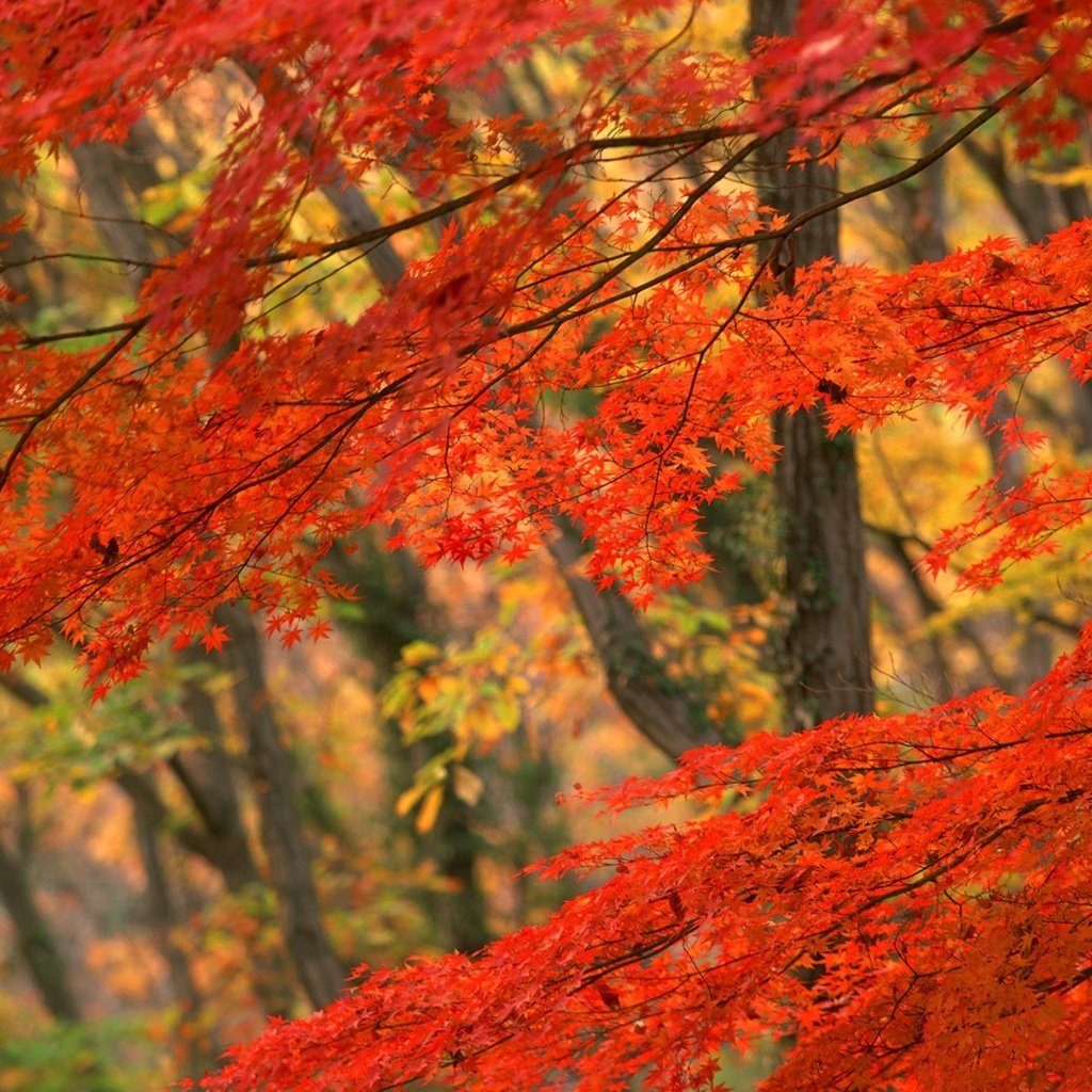 Обои дерево, осень, япония, tree, autumn, japan разрешение 1920x1200 Загрузить