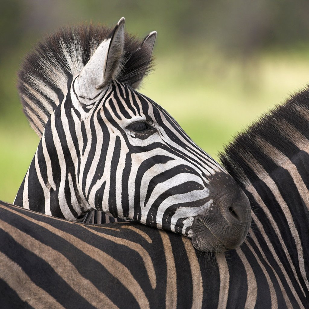 Обои зебра, африка, савана, zebra, africa, savana разрешение 1920x1200 Загрузить