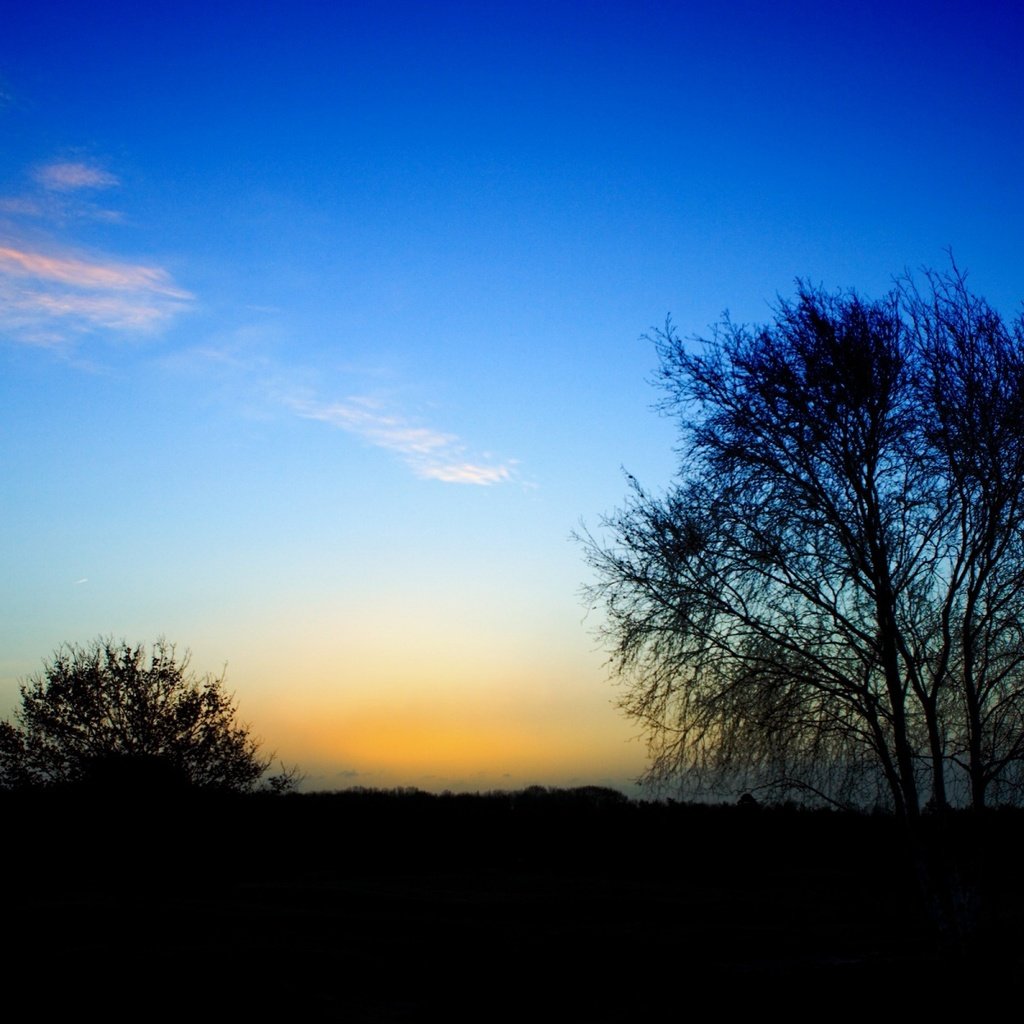 Обои дерево, куст, перистые облака, конец дня, tree, bush, cirrus clouds, the end of the day разрешение 1920x1200 Загрузить