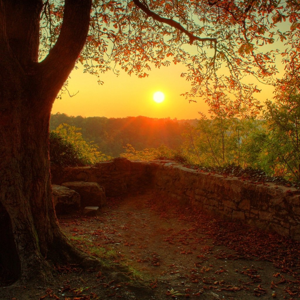 Обои солнце, природа, дерево, настроение, the sun, nature, tree, mood разрешение 2560x1600 Загрузить