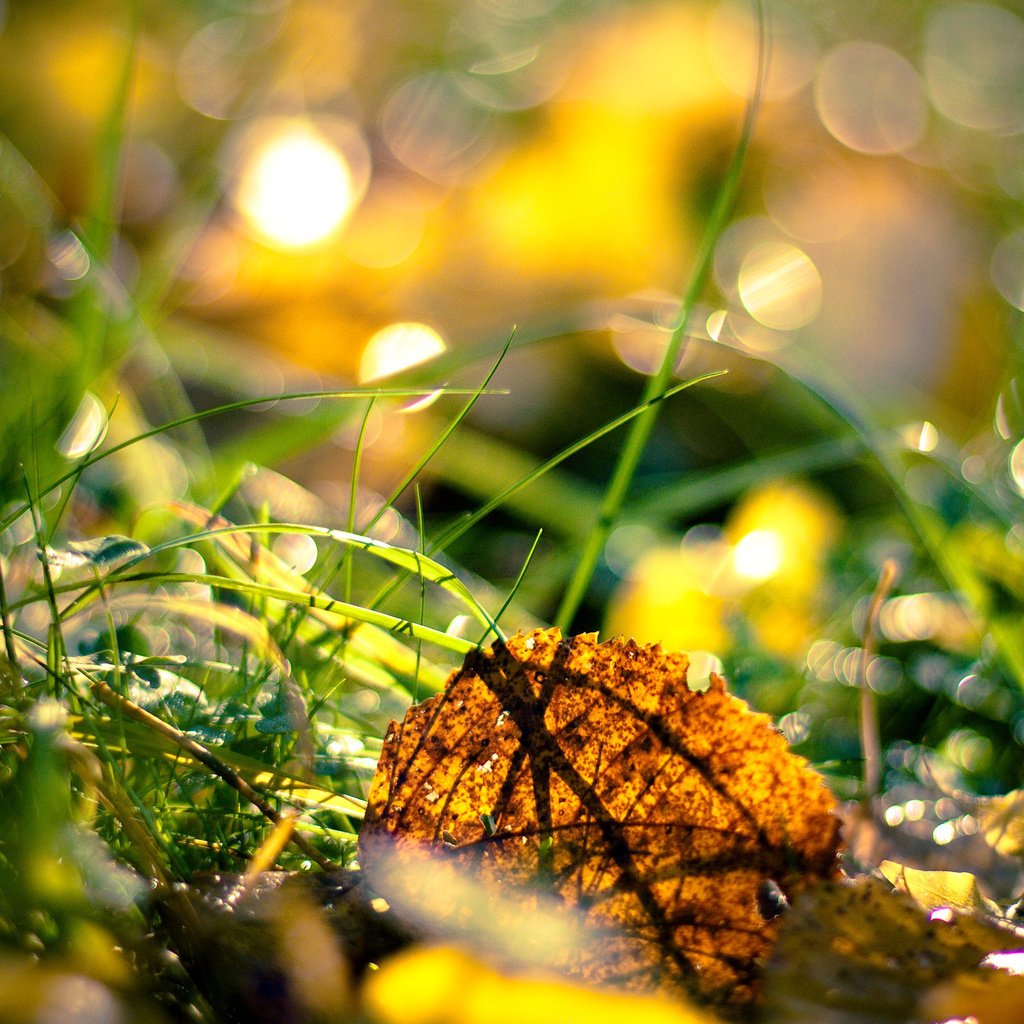 Обои трава, листья, осень, grass, leaves, autumn разрешение 2560x1600 Загрузить