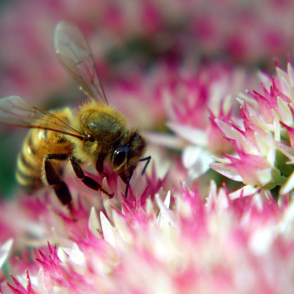 Обои цветок, розовый, пчела, flower, pink, bee разрешение 2560x1600 Загрузить