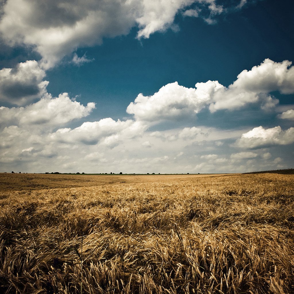 Обои небо, облака, природа, пейзаж, поле, лето, колосья, синее, the sky, clouds, nature, landscape, field, summer, ears, blue разрешение 1920x1200 Загрузить