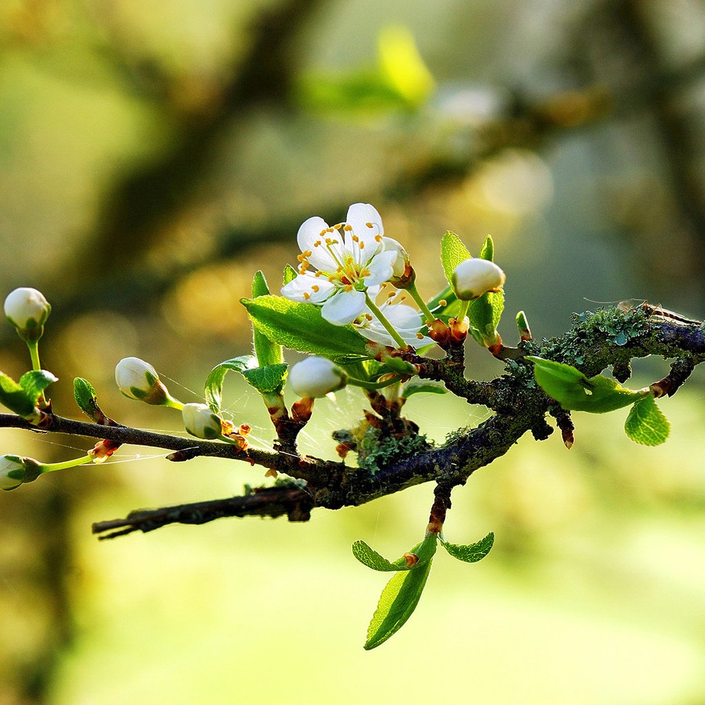 Обои природа, макро, весна, цветки, ветвь, nature, macro, spring, flowers, branch разрешение 1920x1200 Загрузить