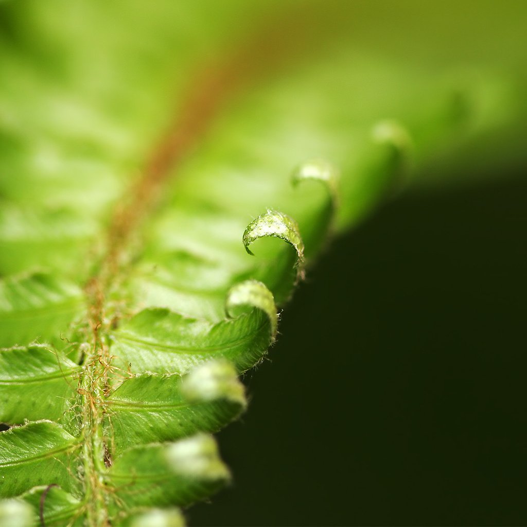 Обои листья, форма, растение, папоротник, крупным планом, leaves, form, plant, fern, closeup разрешение 1920x1200 Загрузить