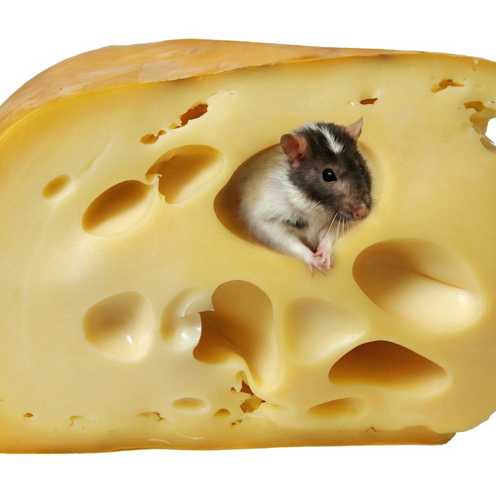 Обои сыр, белый фон, мышь, крыса, cheese, white background, mouse, rat разрешение 4760x3414 Загрузить