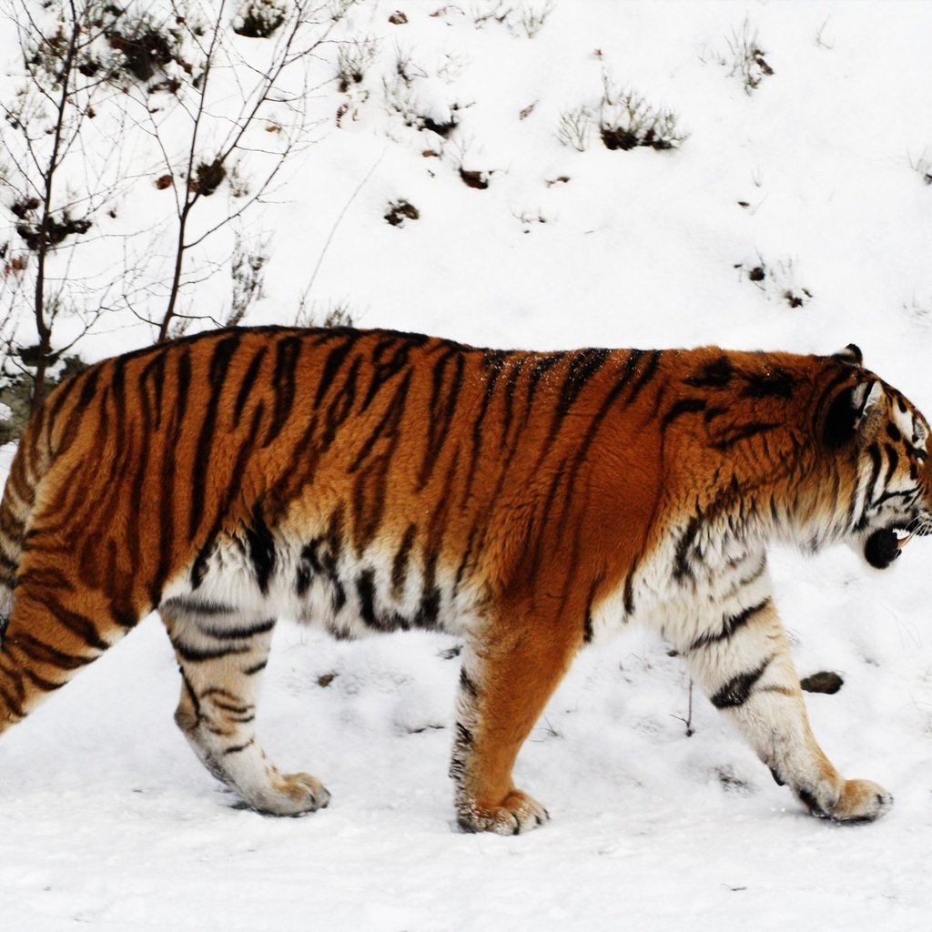 Обои тигр, снег, зима, тайга, tiger, snow, winter, taiga разрешение 1920x1200 Загрузить