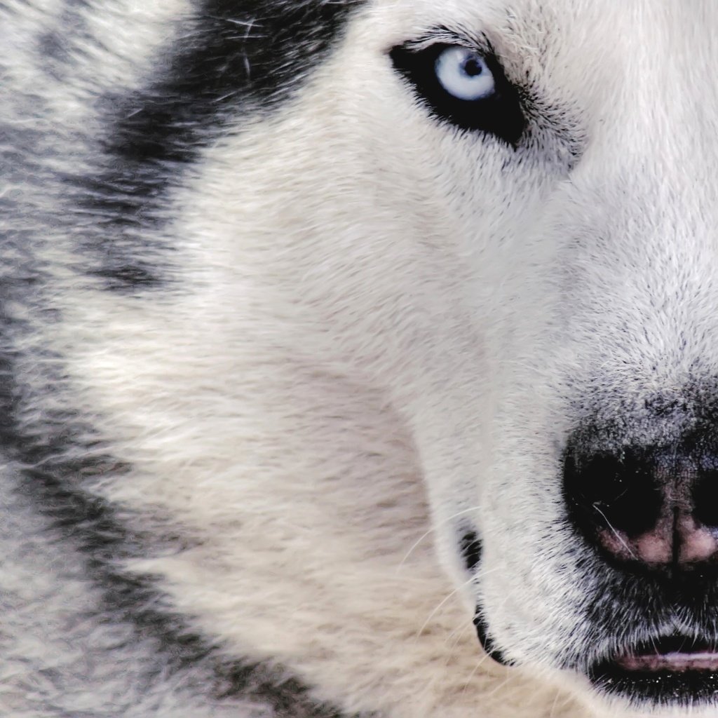 Обои белый, собака, волк, white, dog, wolf разрешение 2816x1880 Загрузить