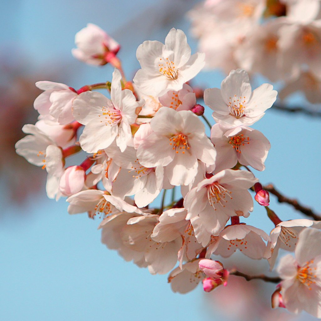 Обои лепестки, япония, сакура, petals, japan, sakura разрешение 1920x1200 Загрузить