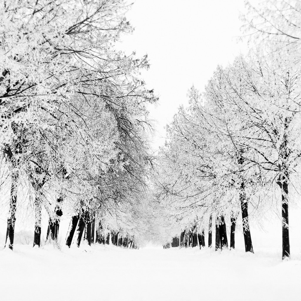 Обои деревья, снег, природа, дерево, зима, вид, зимние обои, метель, trees, snow, nature, tree, winter, view, winter wallpaper, blizzard разрешение 1920x1200 Загрузить