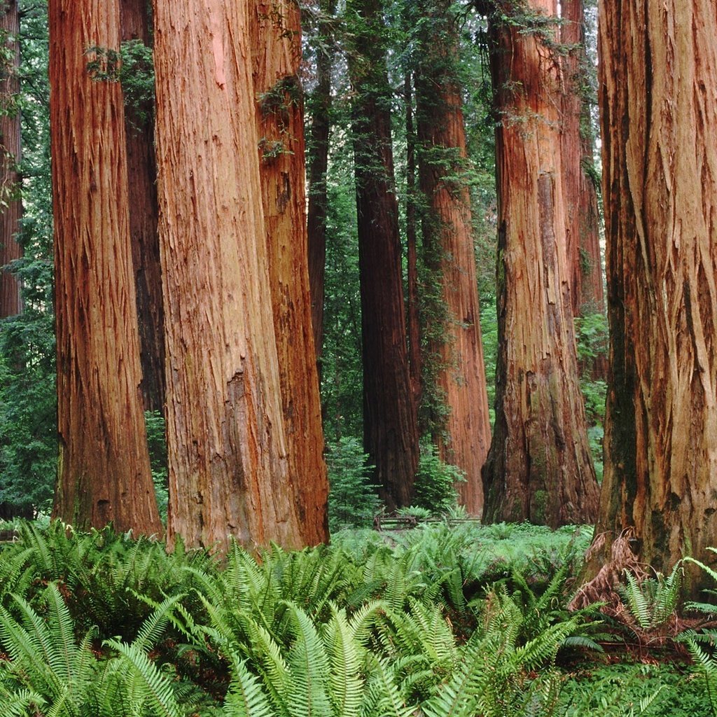 Обои деревья, лес, папоротники, trees, forest, ferns разрешение 1920x1200 Загрузить