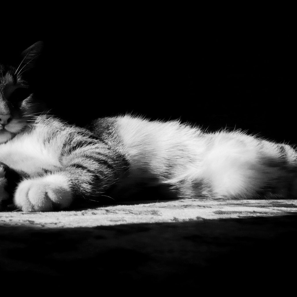 Обои кот, лапы, кошка, чёрно-белое, черно-белая, нос, cat, paws, black and white, nose разрешение 1920x1200 Загрузить