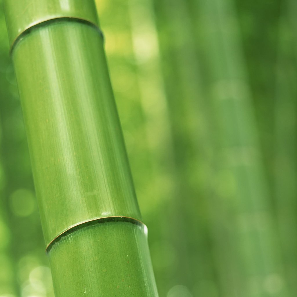 Обои обои, макро, бамбук, размытость, macro wallpapers, ствол, на природе, wallpaper, macro, bamboo, blur, trunk, nature разрешение 2560x1600 Загрузить