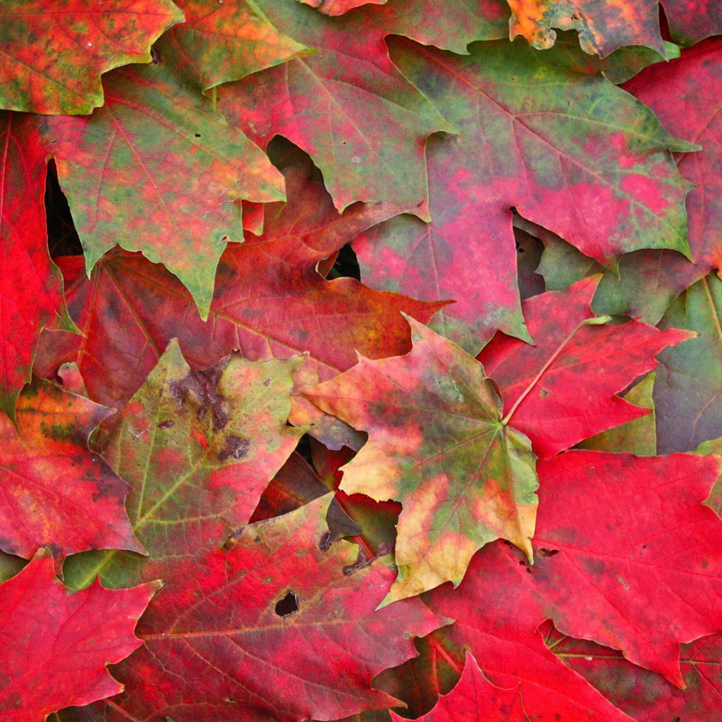 Обои листья, макро, фото, осень, осенние обои, leaves, macro, photo, autumn, autumn wallpaper разрешение 2560x1515 Загрузить