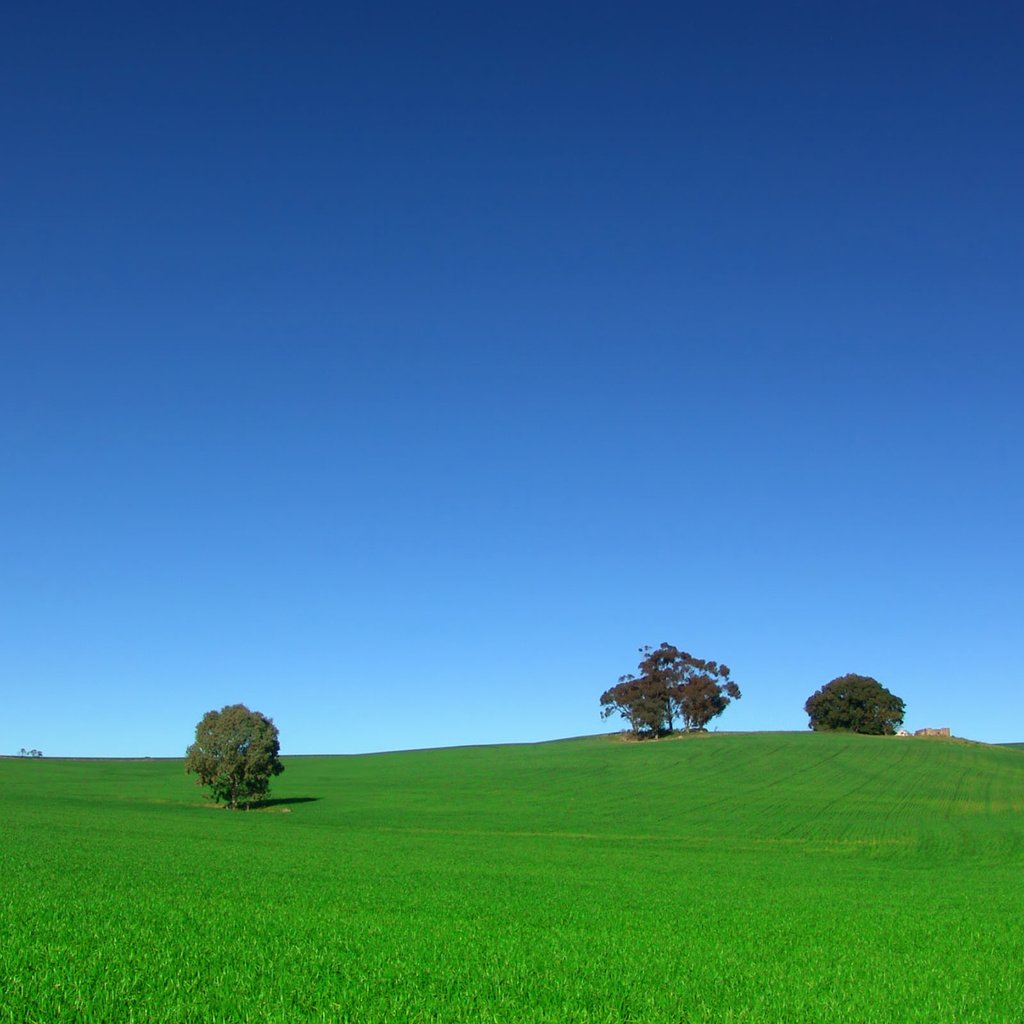 Обои небо, деревья, поле, the sky, trees, field разрешение 2560x1600 Загрузить