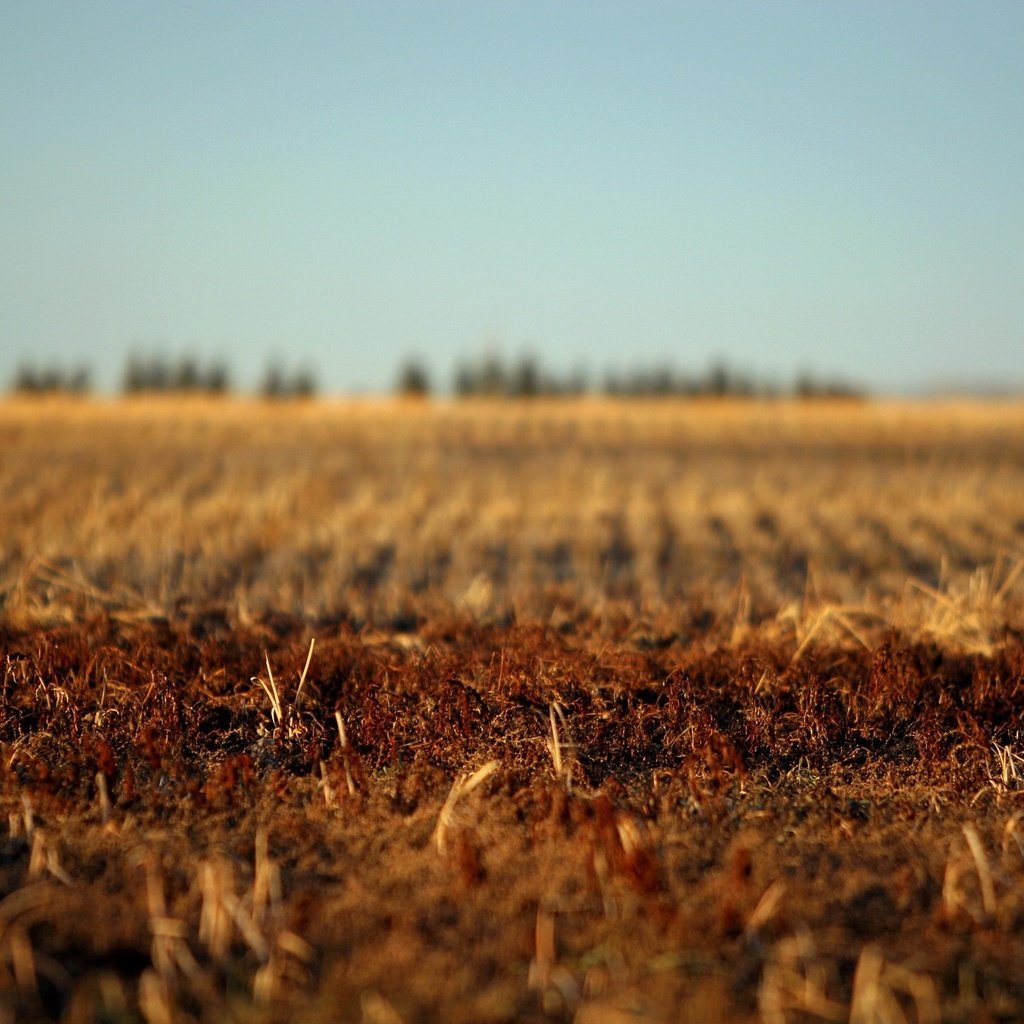 Обои земля, поле, осень, earth, field, autumn разрешение 1920x1440 Загрузить