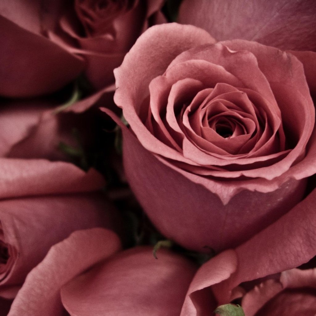 Обои цветы, макро, розы, лепестки, flowers, macro, roses, petals разрешение 1920x1204 Загрузить