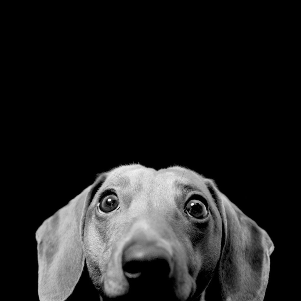 Обои морда, взгляд, чёрно-белое, собака, удивление, такса, интерес, черно белое, face, look, black and white, dog, surprise, dachshund, interest разрешение 1920x1200 Загрузить