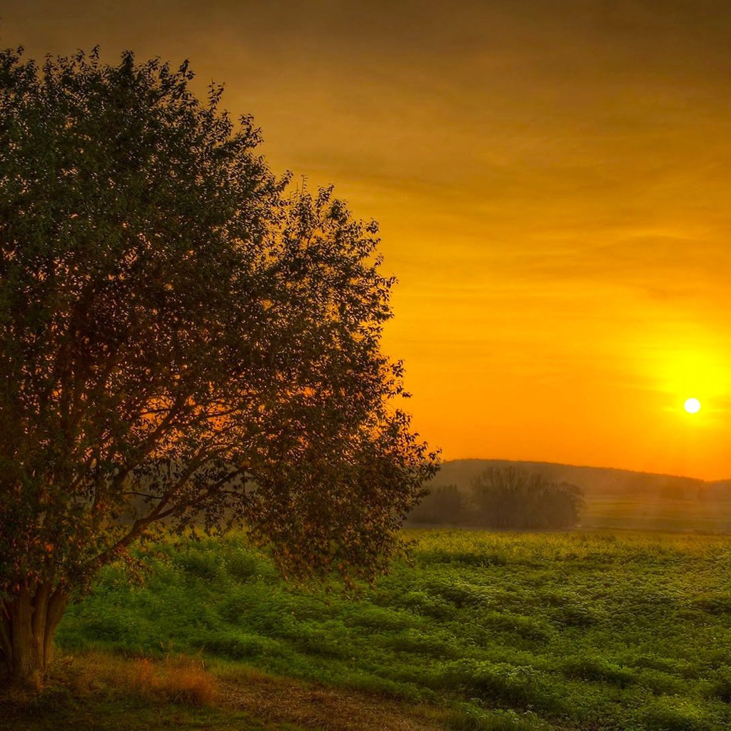 Обои небо, солнце, дерево, закат, поле, красота, the sky, the sun, tree, sunset, field, beauty разрешение 1920x1080 Загрузить