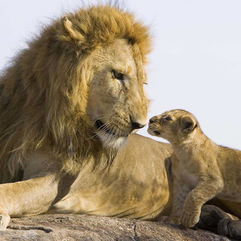 Обои камень, лев, львёнок, stone, leo, lion разрешение 1920x1200 Загрузить